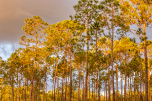Mississippi Band of Choctaw Indians Carbon Project